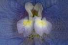 Close-up of blue delphinium flower petals. Art Print